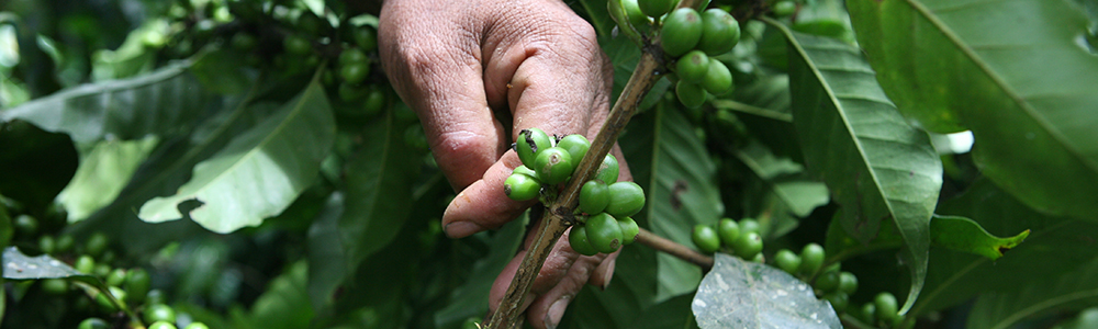 rouille cafe site 3 2 - : L’agroforesterie au service des producteurs de café