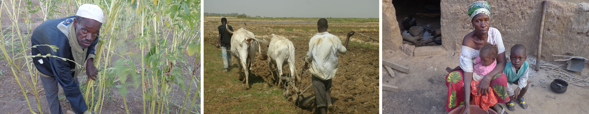 header mali - : Politiques agricoles au Mali: dynamiques et limites