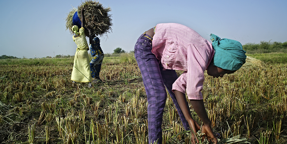financement agriculteurs prod - : Mais qui soutient vraiment l’agriculture ?
