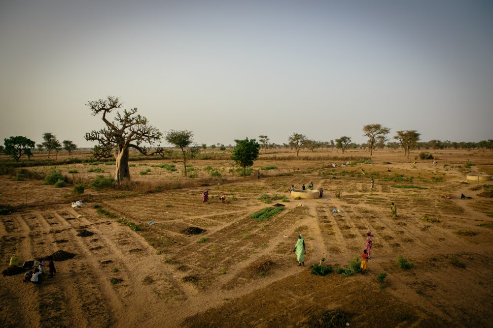 SOSFAIMSEN2014 1 7 1000x667 1 - : Maintenir la fertilité des sols grâce aux paysannes et aux paysans du Sénégal