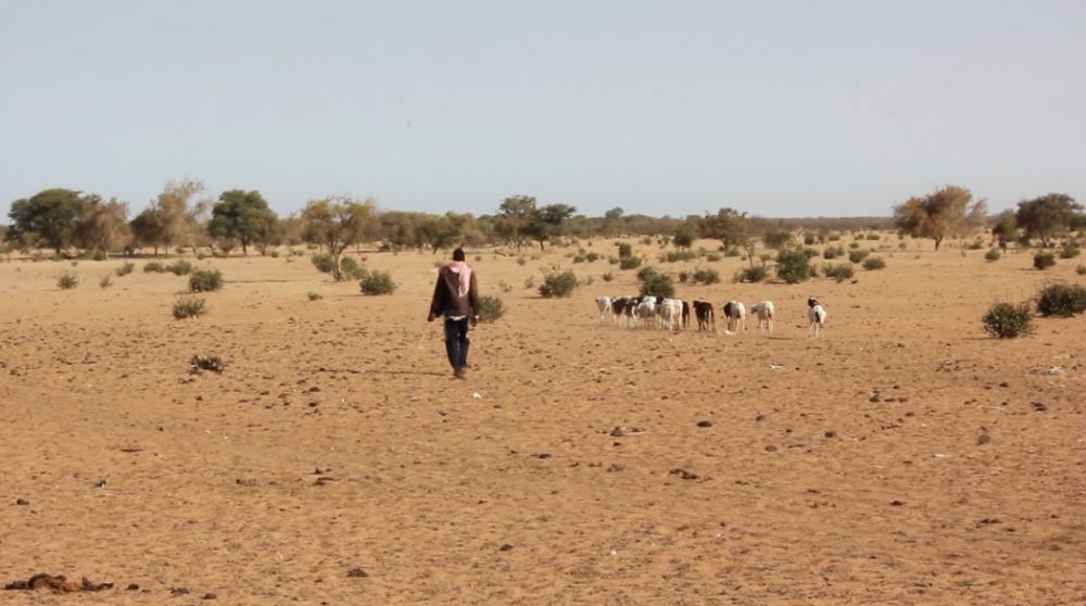 p 14 3 1000x558 1 - : Accaparement de terres au Sénégal : où en est le projet Sénéthanol-Senhuile ?