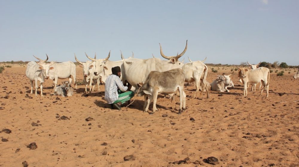 p 14 2 1000x560 1 - : Créer des emplois en milieu rural, un enjeu pour SOS Faim