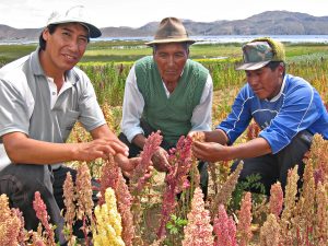 quinoa 300x225 1 - : Quinoa : sème un jour récolte toujours?