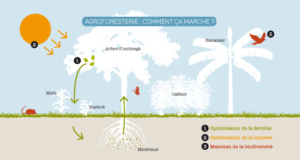 Illustration Agroforesterie - : L’agroforesterie au service des producteurs de café