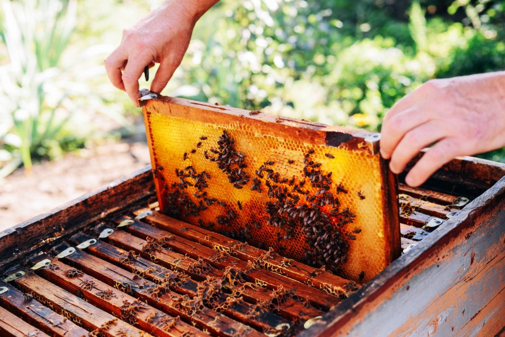 shutterstock 478895086 1000x667 2 - : Créer des emplois en milieu rural, un enjeu pour SOS Faim