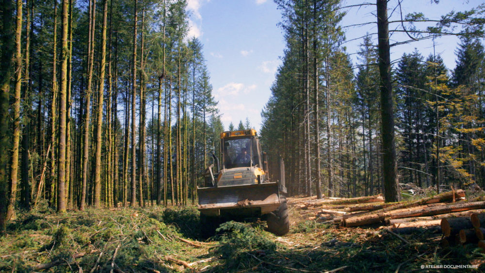 le temps des forets 5 1000x563 1 - : 3 questions à François-Xavier Drouet, réalisation du documentaire "Le temps des forêts"