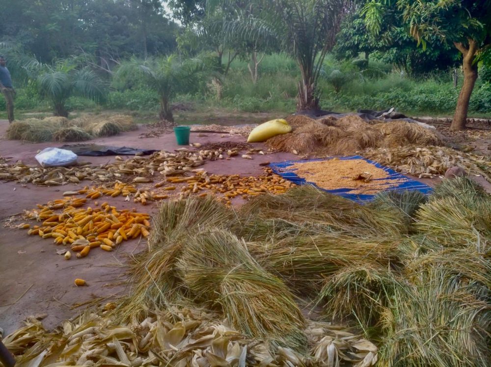 123607276 273721804042264 474247710725111661 n 1000x748 1 - : Sénégal : des nouvelles du terrain