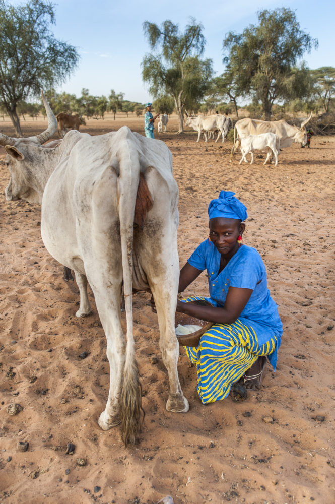 FS 17 01 SOSF 89 665x1000 1 - : Sénégal : des nouvelles du terrain