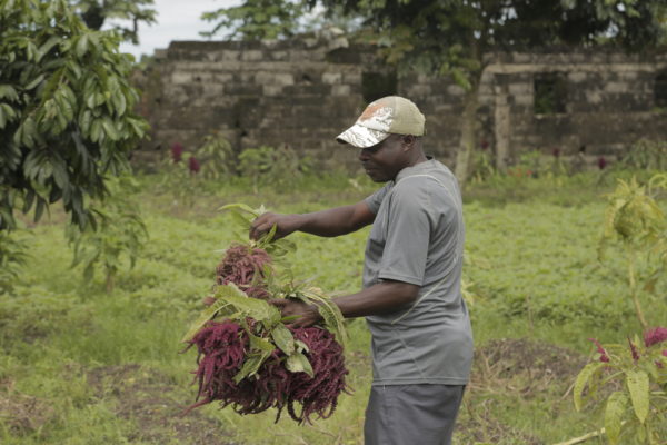Photo en direct Congo 600x400 2 - : En RDC, une victoire pour l'agriculture familiale