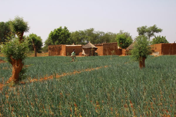 Voix du Sud IMG 6351 600x400 1 - : Au Burkina Faso, les jeunes transforment les denrées agroécologiques en mets locaux