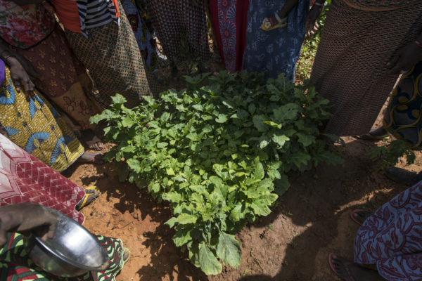 Grand angle RDC c Roger Job 1 600x400 1 - : Valoriser le travail des agricultrices = favoriser la sécurité alimentaire