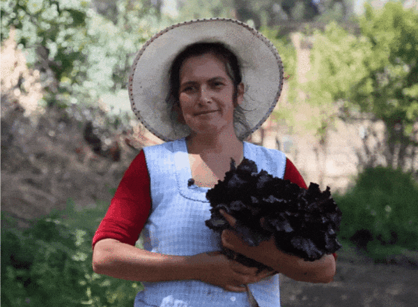 GIF bandes blanches compresse211 e1671192153997 600x440 1 - : L'agriculture péri-urbaine gagne du terrain en Bolivie