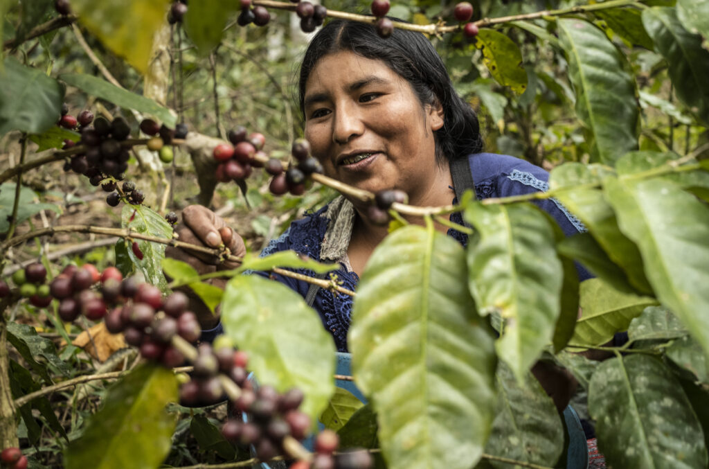 Productrice de café qui récolte des grains de café dans la forêt