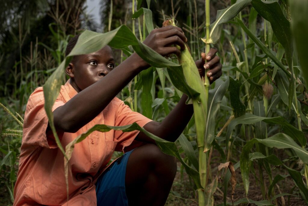 Jeune malien dans un champ de maïs