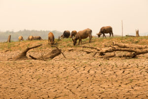 VOIX DU SUD Banner - : Agriculture de petite surface : l'injustice climatique
