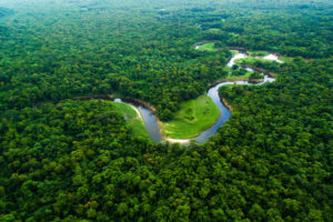 Photo panoramique de la forêt amazonienne