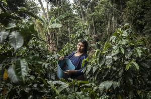 En Bolivie, l’agroforesterie redonne un avenir aux producteurs de café