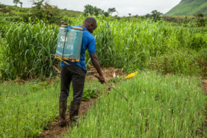 À Kinshasa, un poison invisible menace l’alimentation