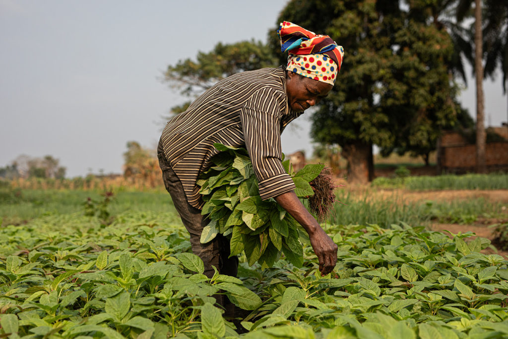 Une femme africaine dans un champ en train de récolter des légumes