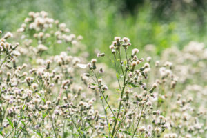 iStock 2230260256 - : Pesticides et transition agroécologique : leviers pour une agriculture durable en Europe