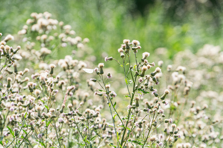 iStock 2230260256 - : Pesticides et transition agroécologique : leviers pour une agriculture durable en Europe