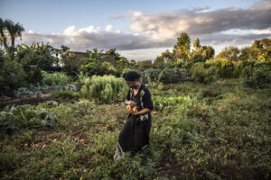 Protégé : Sécheresse : comment l’agroécologie aide les paysans à s’adapter