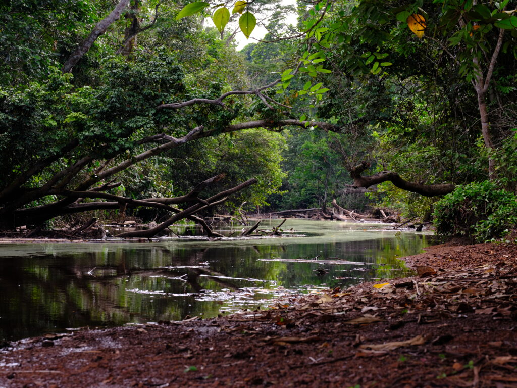 best Equat tourbiere 15 - : L’espoir de la forêt congolaise