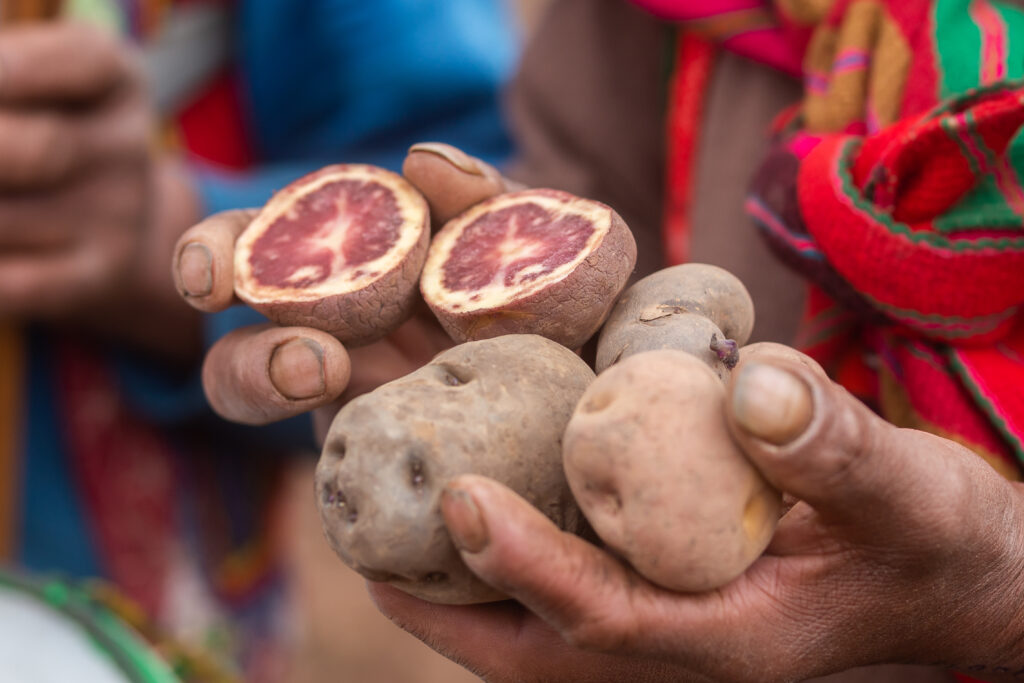 MG 7957 1 - : Sécheresse : comment l’agroécologie aide les paysans à s’adapter