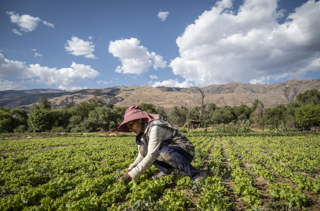 Paysanne bolivienne qui travaille dans son champ de salades